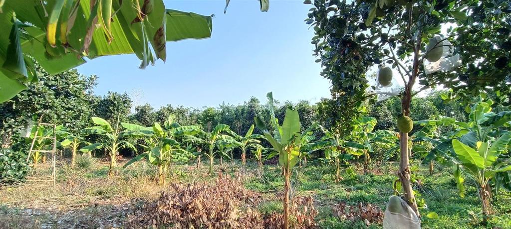 4000m2(200 tc)|giá 6,2 tỷ đất sát ql 56 & trung tâm ngãi giao và mặt tiền 50 m vuông vức siêu đẹp