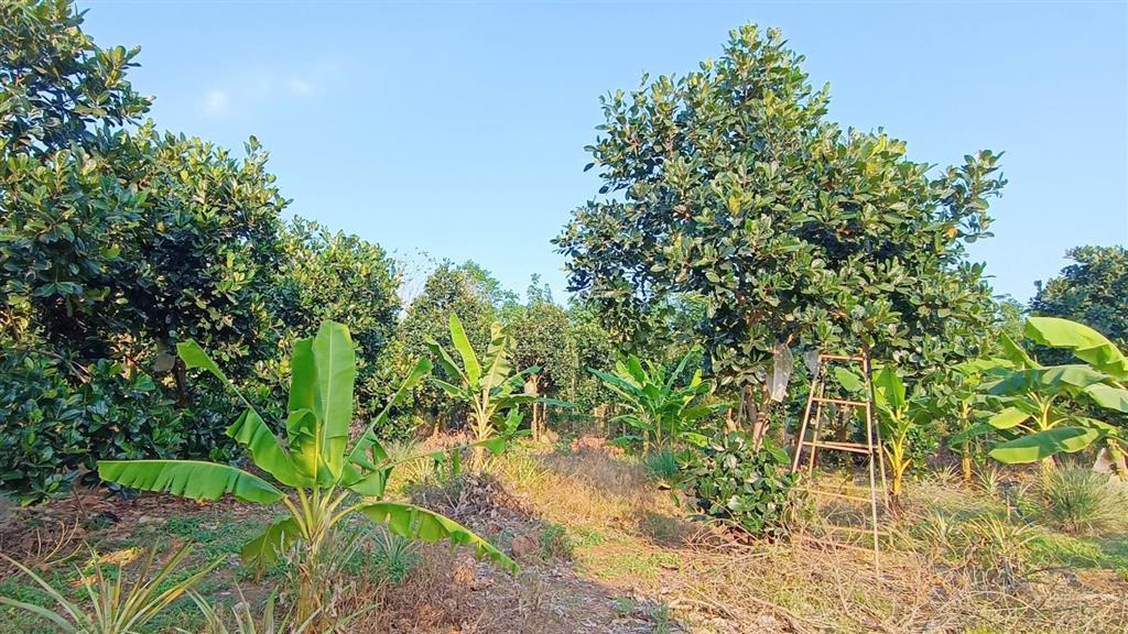4000m2(200 tc)|giá 6,2 tỷ đất sát ql 56 & trung tâm ngãi giao và mặt tiền 50 m vuông vức siêu đẹp