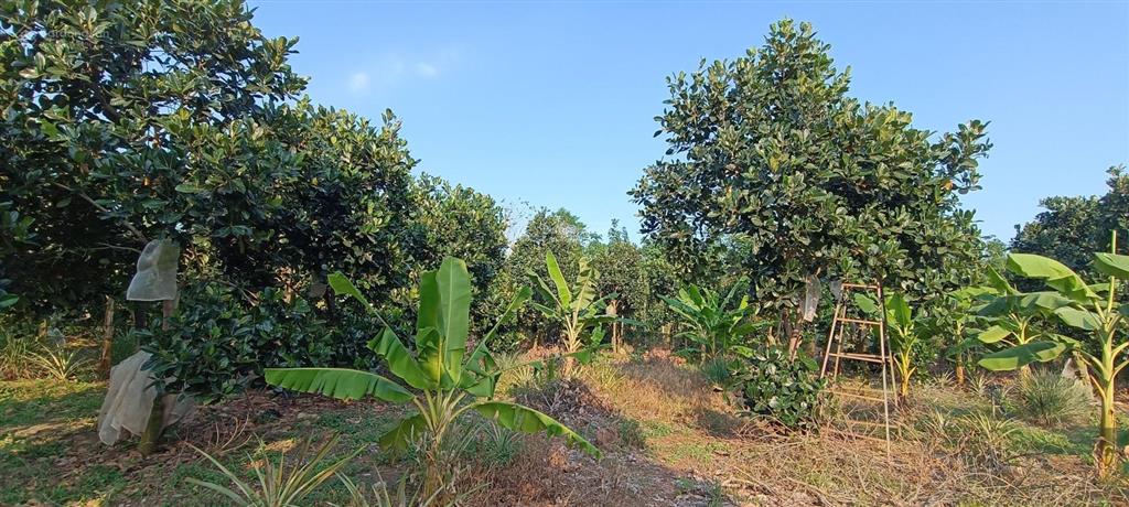 4000m2(200 tc)|giá 6,2 tỷ đất sát ql 56 & trung tâm ngãi giao và mặt tiền 50 m vuông vức siêu đẹp