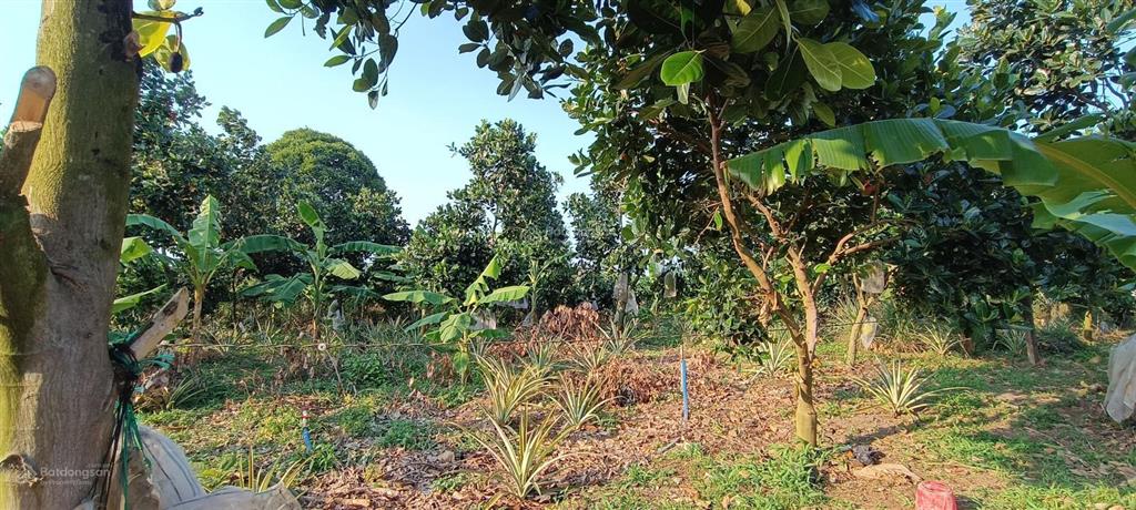 4000m2(200 tc)|giá 6,2 tỷ đất sát ql 56 & trung tâm ngãi giao và mặt tiền 50 m vuông vức siêu đẹp
