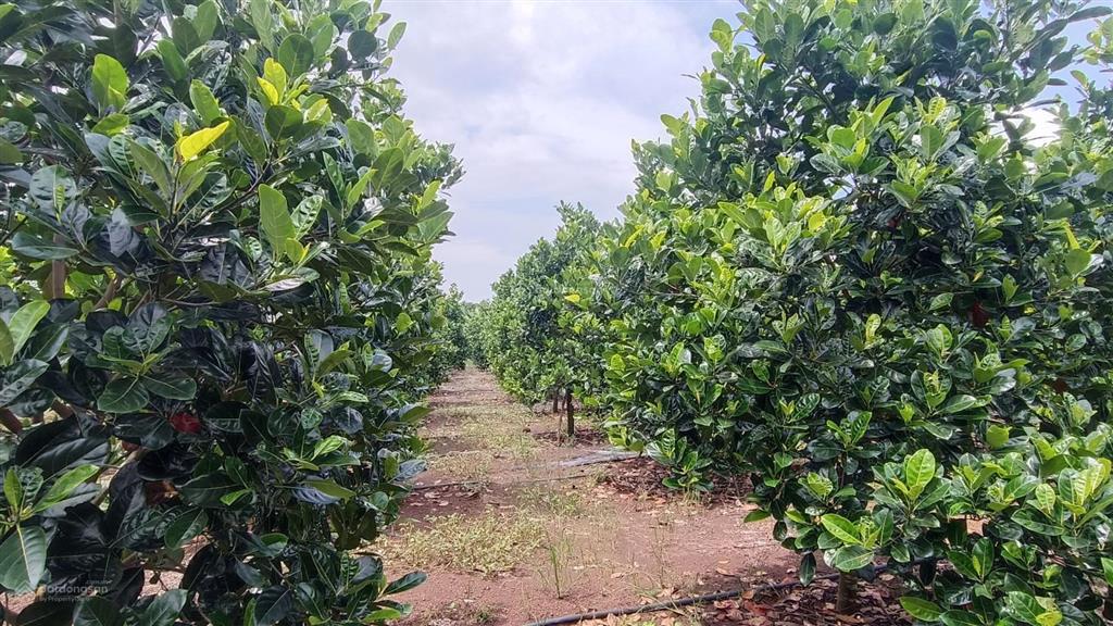 Bán đất vườn dt 4.138 m2 mặt tiền hướng đông 57 m vị trí khu dân cư rất dễ dàng đầu tư | giá 6,5 tỷ