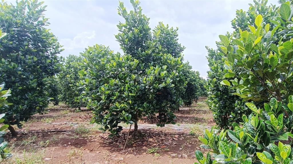 Bán đất vườn dt 4.138 m2 mặt tiền hướng đông 57 m vị trí khu dân cư rất dễ dàng đầu tư | giá 6,5 tỷ