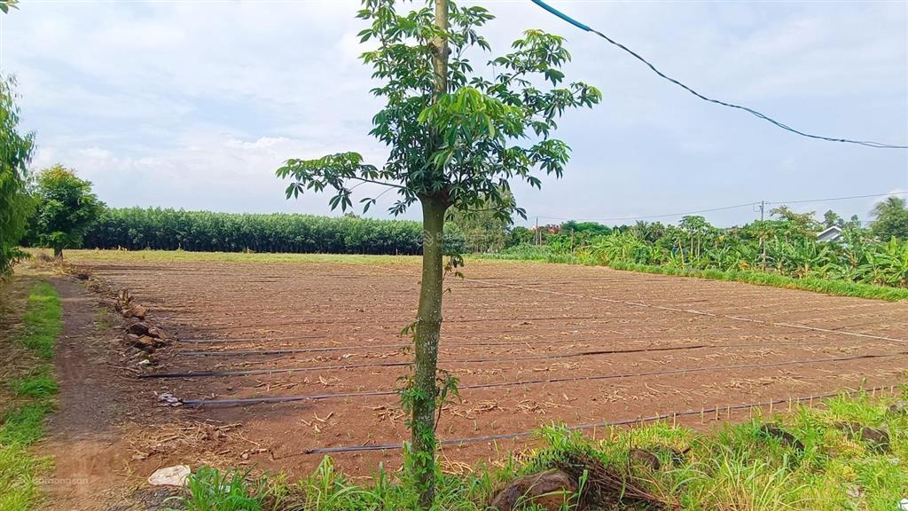 5400m2 mặt tiền 135 m, giá 7,4 tỷ, vị trí góc ngã 4 đường nhựa tim vàng siêu đẹp, dân cư đông đúc