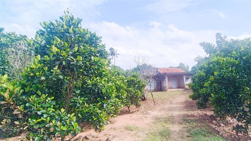 3089m2 (200m2 tc)|giá 5,5 tỷ sát ql 56 xã nghĩa thành có thể xây trọ, nhà nghỉ, kho bãi, nhà vườn