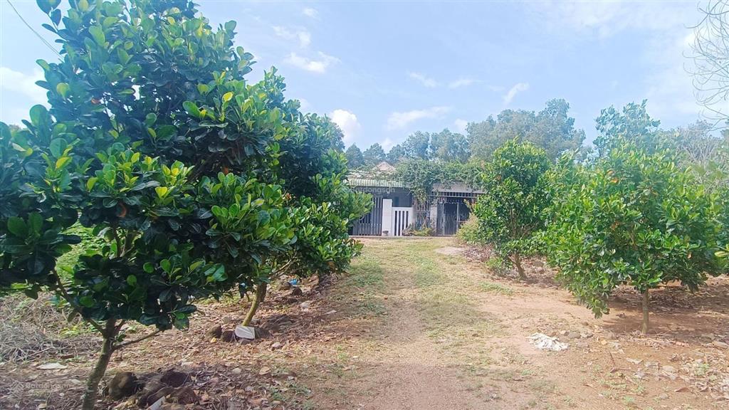 3089m2 (200m2 tc)|giá 5,5 tỷ sát ql 56 xã nghĩa thành có thể xây trọ, nhà nghỉ, kho bãi, nhà vườn