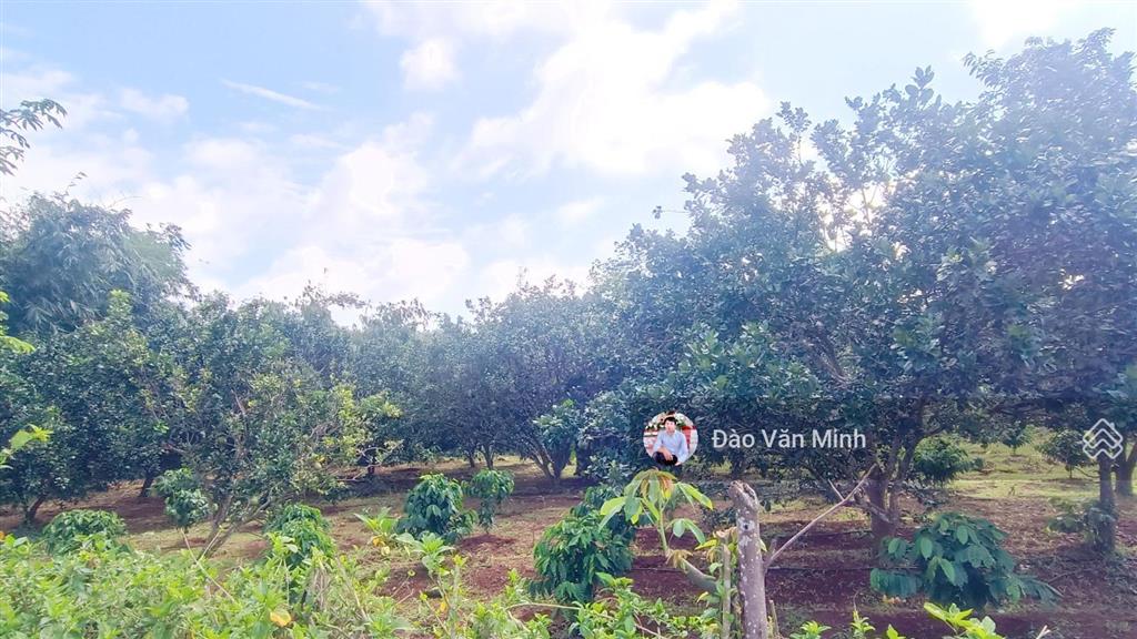 10.020m2(300 tc)|giá 13 tỷ. mặt tiền 200 m,đất có suối bao quanh đất rất đẹp giá trị mặt tiền vi vu