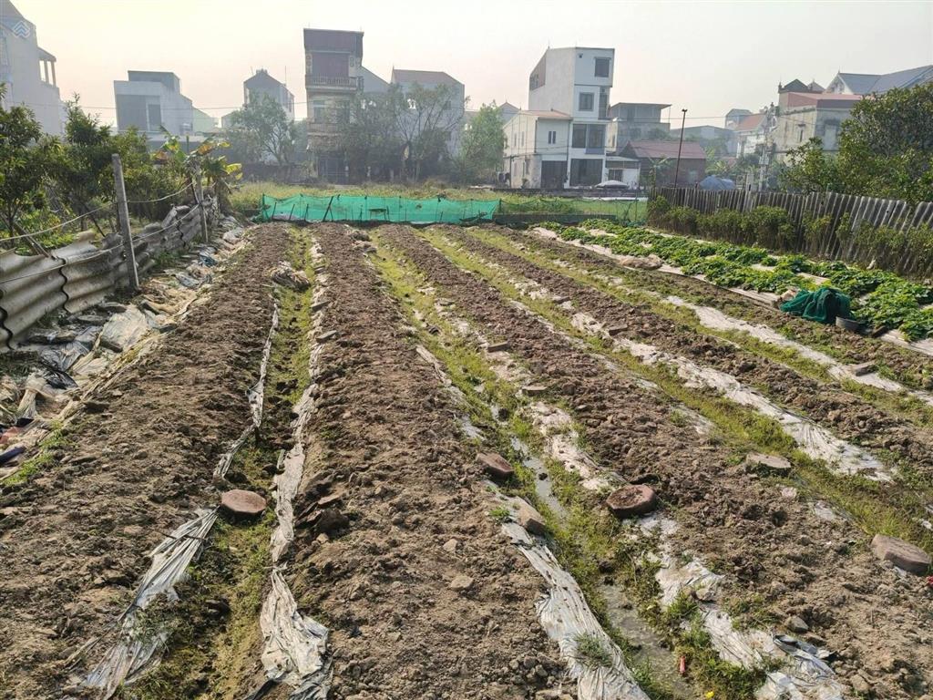 Đất ruộng vân nội 264m2, mt 10m, lúa nước, 950tr, ngay đấu giá, đông anh