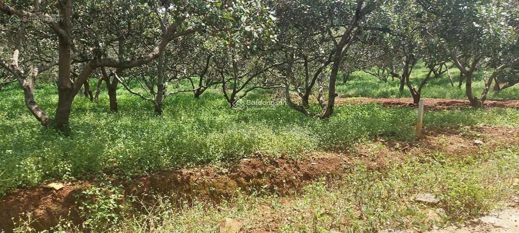 Bán gấp lô đất 1.076,7m², ngang 12m dài 90m quy hoạch khu dân cư, giá 450 triệu