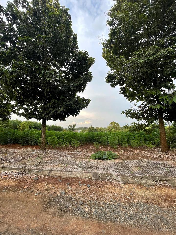 Bán đất p. tân thành  hồ chí minh / giá 880 triệu (sẵn 100m2 thổ cư)