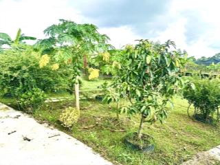 576m2. chỉ 2,8 tỉ. đất vườn bình mỹ, củ chi. có sẵn nhà vườn cây ăn trái