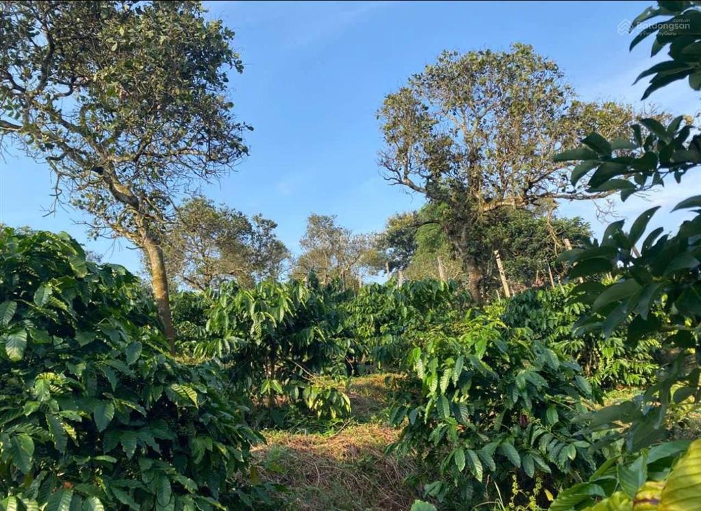 Ngân hàng thanh lý lô đất 2160m2