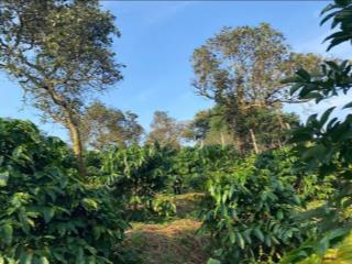 Ngân hàng thanh lý lô đất 2160m2