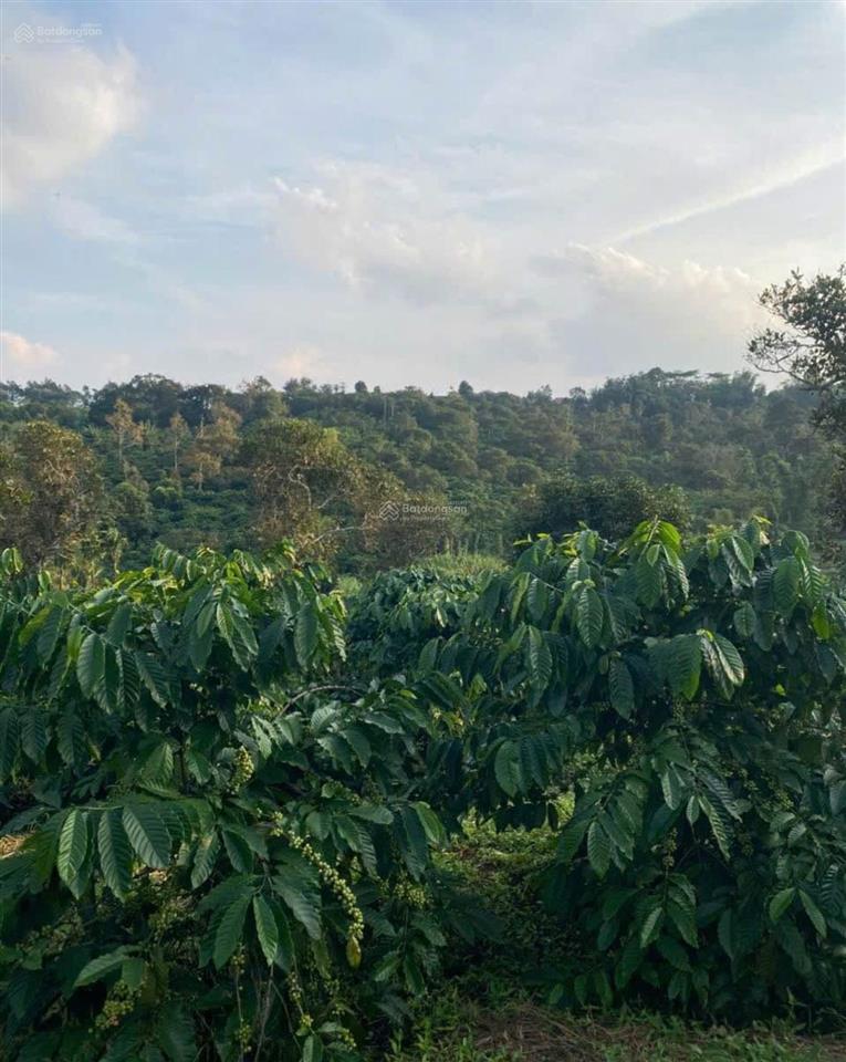 Ngân hàng thanh lý lô đất 2160m2