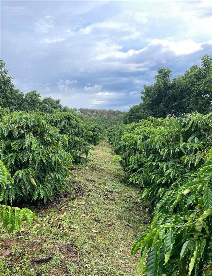 Ngân hàng thanh lý lô đất 2160m2