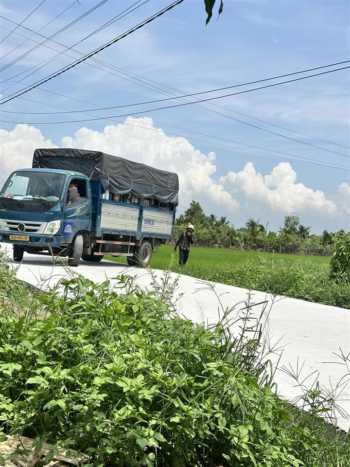 Đất thổ 155m đường cây điệp, nhựt chánh, bến lức