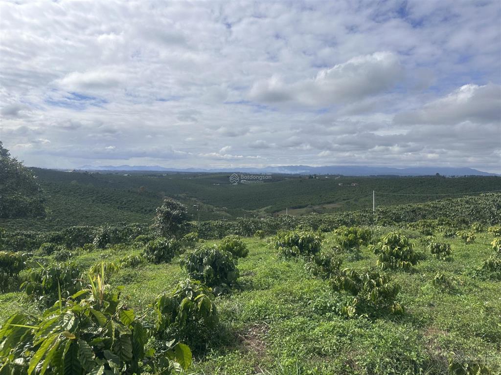 Chính chủ kẹt tiền cần bán miếng vườn 3500m2 giá 1.6 tỷ