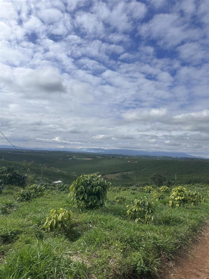 Chính chủ kẹt tiền cần bán miếng vườn 3500m2 giá 1.6 tỷ