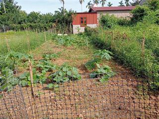 Bán lô đất 66m2 tại xã phúc thọhà nội