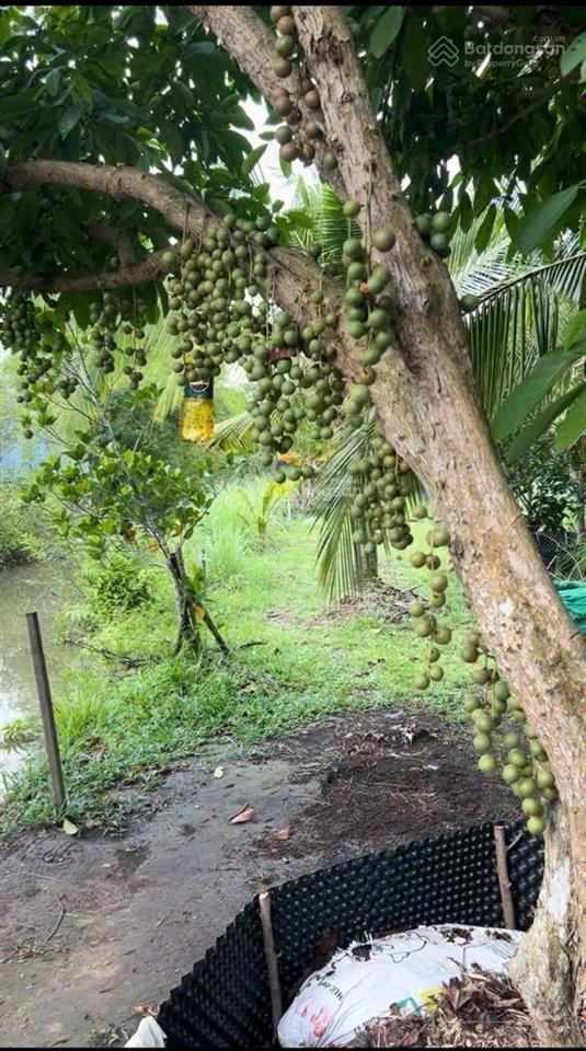  giảm cực sâu từ 75 tỷ còn 25 tỷ cho siêu phẩm 10.000m2 an nhơn tây củ chi