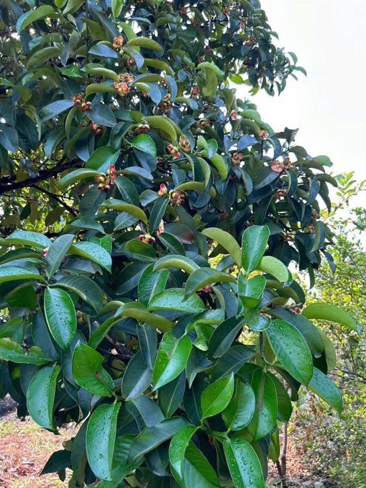 BÁN GẤP VƯỜN TRÁI CÂY VEN KÊNH – 1.100M² – CHỈ 4,8TR/M² – GIÁ MỀM HIẾM CÓ