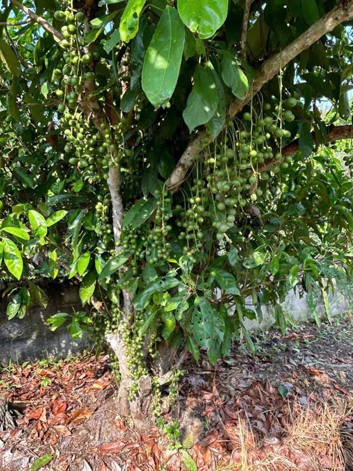 BÁN GẤP VƯỜN TRÁI CÂY VEN KÊNH – 1.100M² – CHỈ 4,8TR/M² – GIÁ MỀM HIẾM CÓ