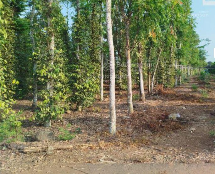 Bán đất trồng cây cao su tại quốc lộ 56, xã quảng thành, huyện châu đức, 160 tỷ, 11000 m2