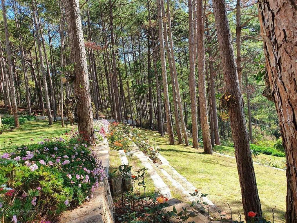 Cho thuê khách sạn 3 sao, 36 phòng, đầy pccc, view rừng thông