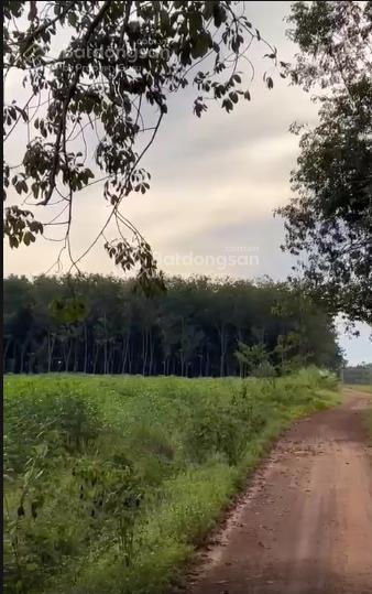Chính chủ bán lô đất trồng cây lâu năm long nguyên bàu bàng, dt 29788m2 giá 25 tỷ có thương lượng