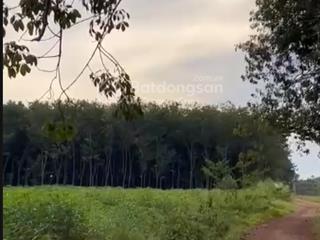 Chính chủ bán lô đất trồng cây lâu năm long nguyên bàu bàng, dt 29788m2 giá 25 tỷ có thương lượng