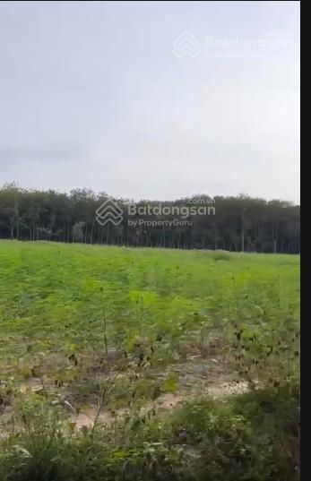 Chính chủ bán lô đất trồng cây lâu năm long nguyên bàu bàng, dt 29788m2 giá 25 tỷ có thương lượng