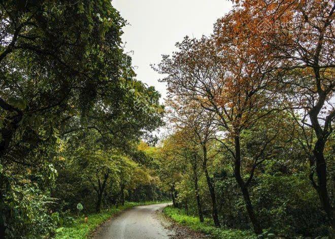 Sở hữu đại dự án 180.000m2 (18ha). đồi pheo, yên bài, ba vì cực tiềm năng