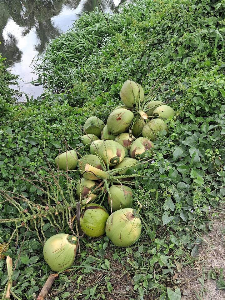 Cần cho thuê 1ha đất bình chánh