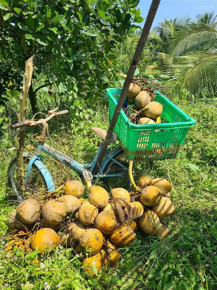 Cần cho thuê 1ha đất bình chánh