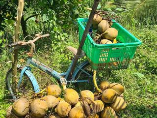 Cần cho thuê 1ha đất bình chánh