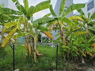 Đất nền giá rẻ quận 9. đất nền đường trường lưu. đất thổ cư quận 9. đất phường long trường quận 9.