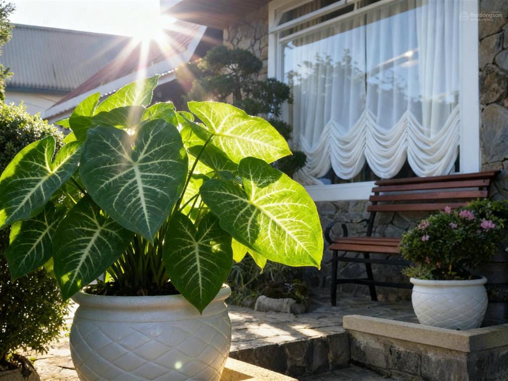 Gấp gấp gấp bán nhanh villa đà lạt mặt tiền 21m giá rẻ