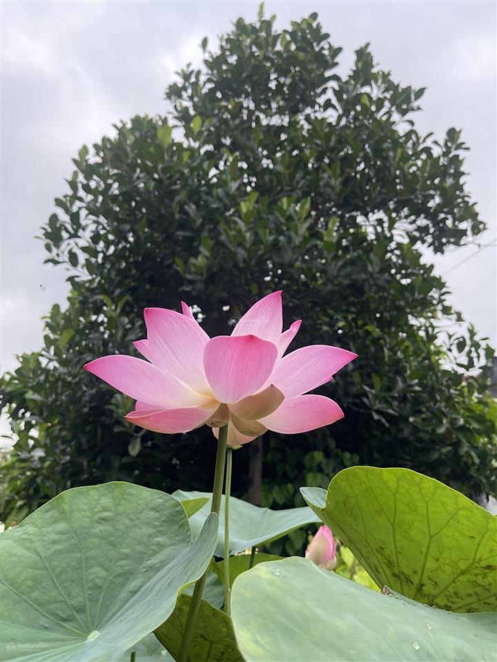 Bán lô đất đẹp mặt tiền đường rộng . xã tân hưng . mua sinh lời cao