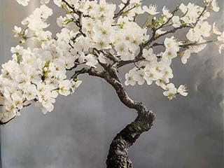 Bán căn nhà mặt tiền đường nguyễn chí thanh . p16 . q,11 vị trí đẹp khu kinh doanh buôn bán