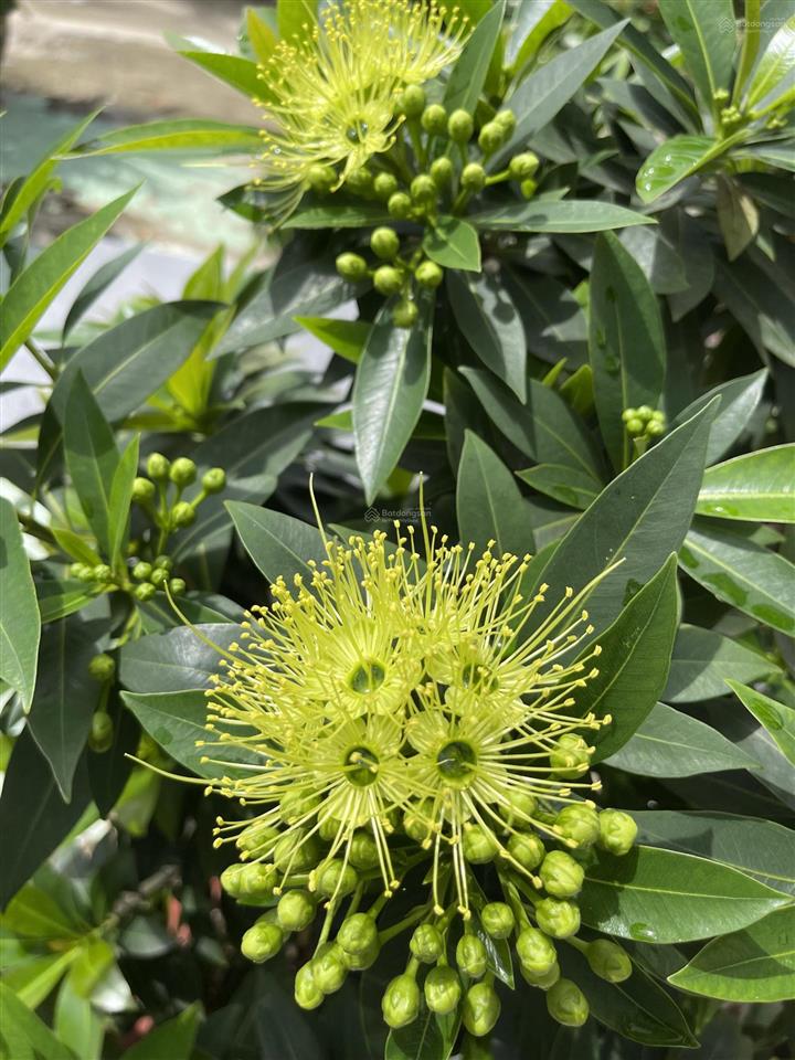 Bán căn hộ chung cư bình khánh khu 17,3 ha . vị trí đẹp rất thuận lợi cho việc phát triển kinh tế