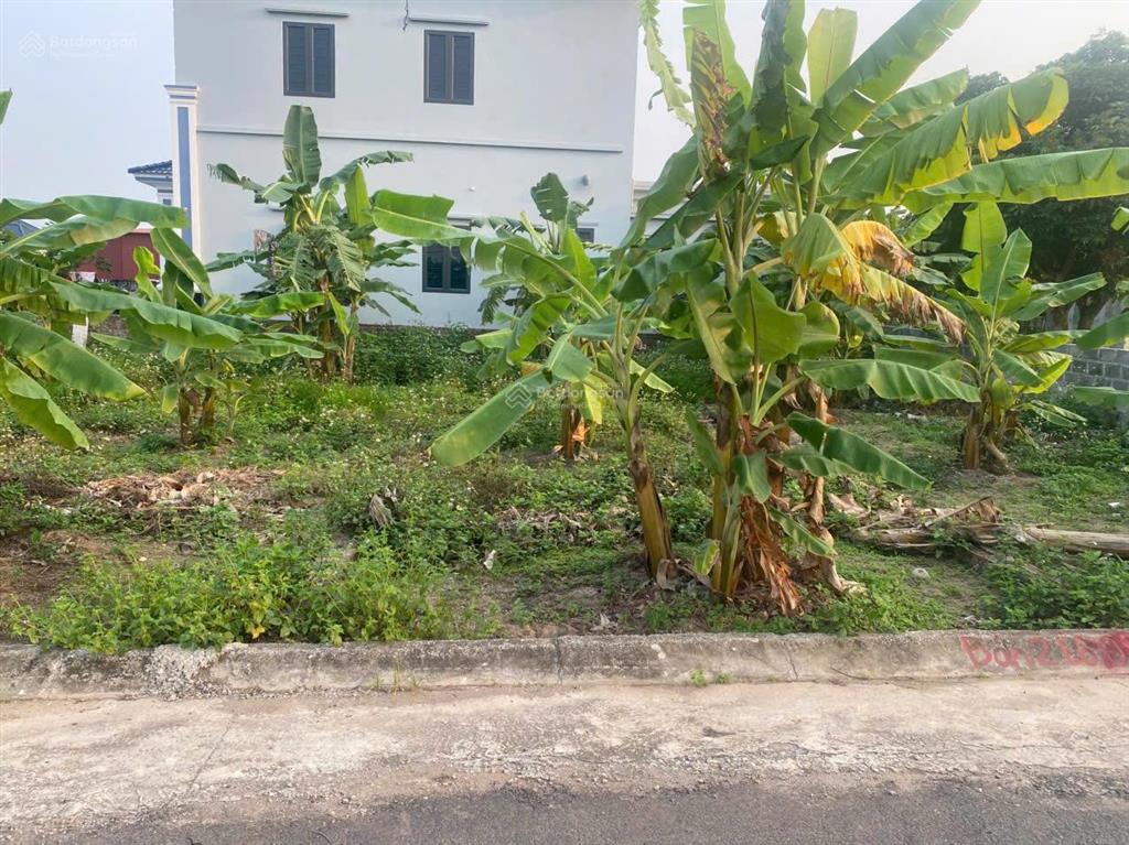 Bán đất tại quang hưng, an lão, hải phòng, 1,05 tỷ, 62m2 đẹp, đường nhựa thôn 6m