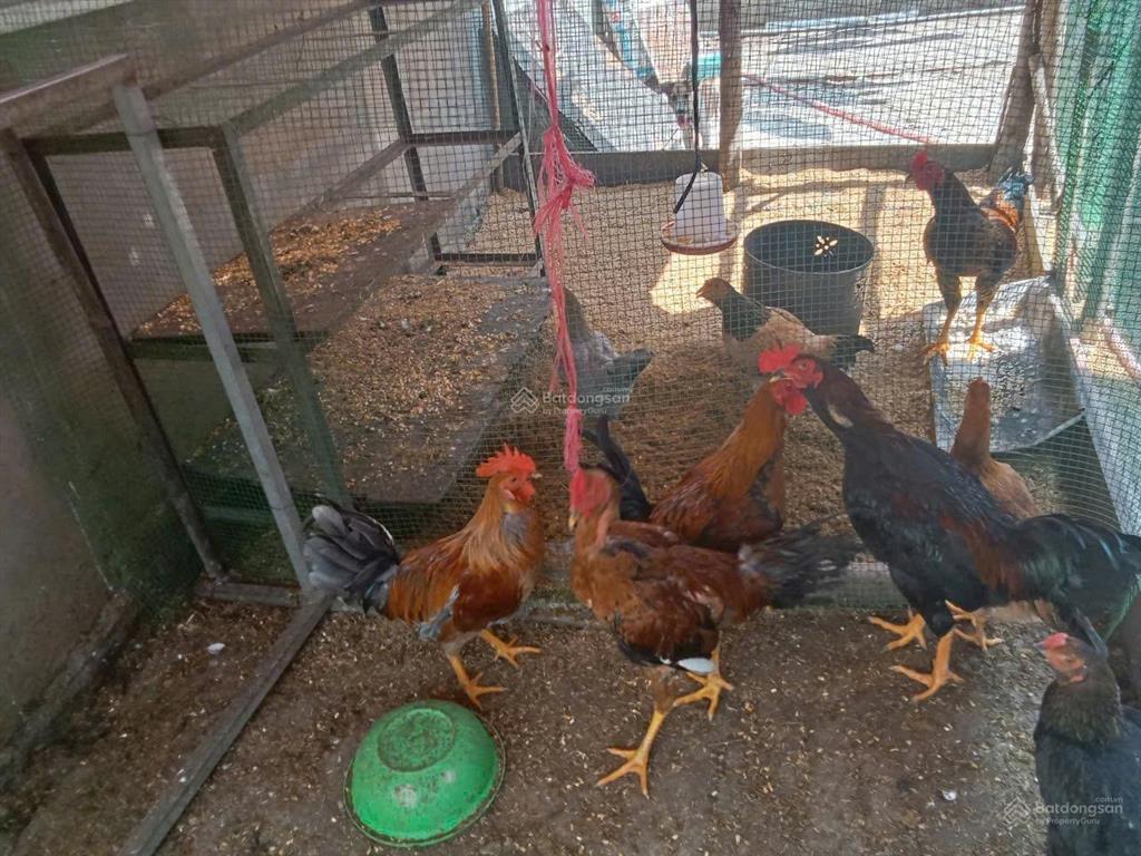 Trọ! 5 phòng 1 kiot tân an hội củ chi. 200m2, giá bán 900tr