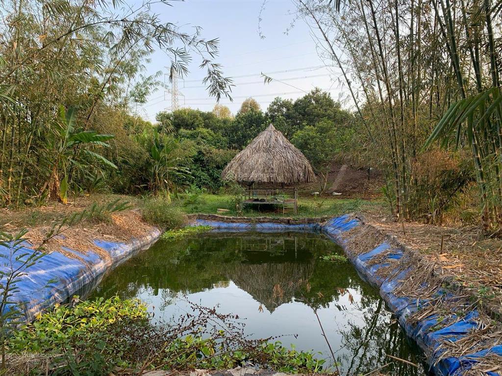 Bán đất vườn sầu riêng, măng cụt có suối, thích hợp làm vườn nghỉ dưỡng, 65m mặt tiền đường bê tông
