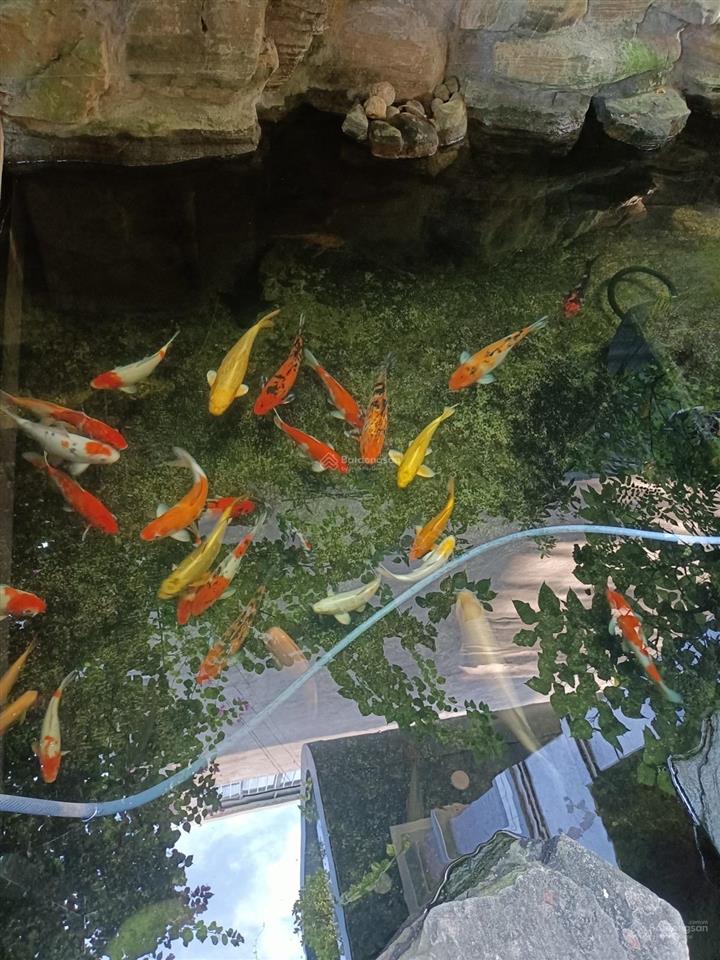 Biệt thự 4 tầng đi bộ tắm biển  tận 8pn master  dt khủng 200m2 (10x19.7).nhà ốp đá và gỗ tự nhiên