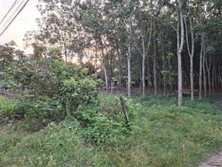 Cần thanh lý trong tháng lô đất hxh đường phú thuận, xã phú mỹ hưng (an nhơn tây), củ chi, tp. hcm