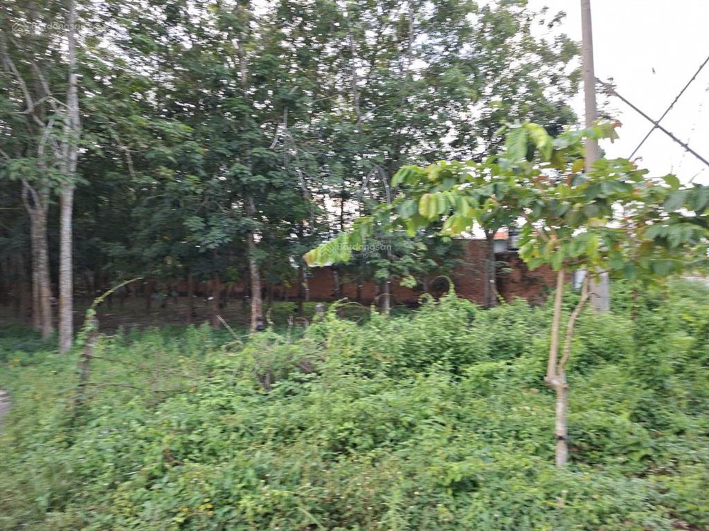 Bán đất mặt tiền đường phú thuận, xã an nhơn tây, tp.hcm (xã phú mỹ hưng, huyện củ chi)