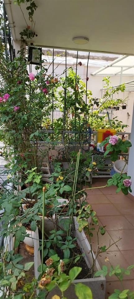 Siêu phẩm tân bình  10*20  giá 52 tỷ tl