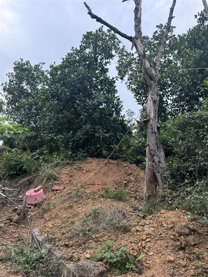 Bán đất thôn 11 , lại xuân , thuỷ nguyên , hải phòng.