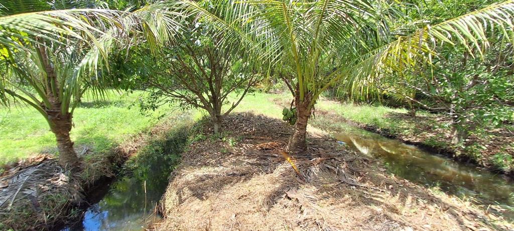 Bán trang trại nhà vườn 4.700m2 giá 580ng/m2