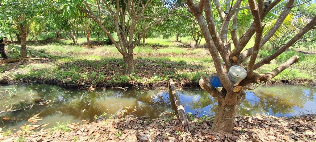 Bán trang trại nhà vườn 4.700m2 giá 580ng/m2