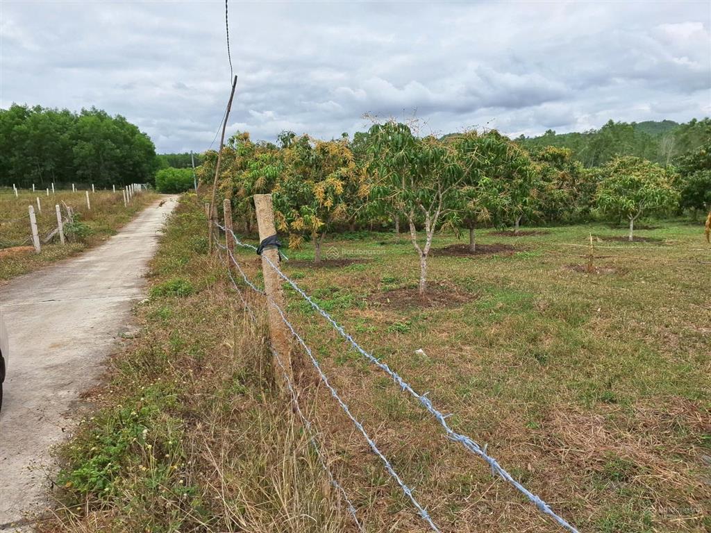 Cho thuê dất trồng cây để làm trang trại rau sạch hoặc sản xuất nông nghiệp